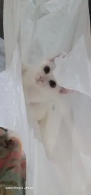 yukaskの画像