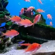 みこのこの画像