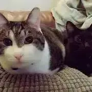 猫ばか