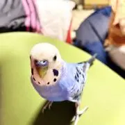ナカジマ
