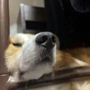 ゆの画像