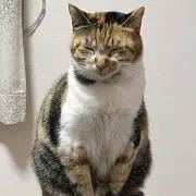 ちょこ
