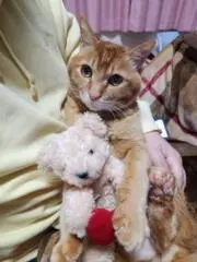 様 スヌーピータウン バースデイ記念フレーム ピンバッジセット限定500