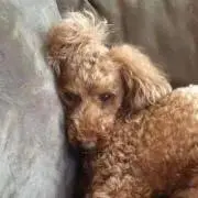 けん