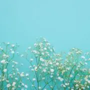 amokaの画像