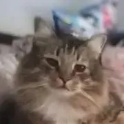 まろん。の画像