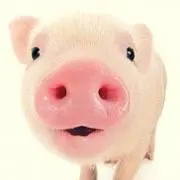 ピッグ