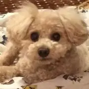 タマチャンの画像