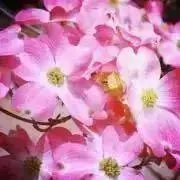 京焼 色絵 扇面 吉祥四季草花紋 四季草花 抹茶茶碗 - メルカリ