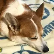 だっち