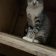 ぴょーんの画像