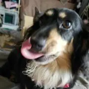 プッチ