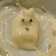 マヨの画像