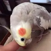 トトロ