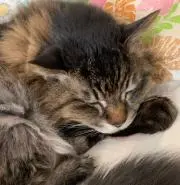 じゅらら