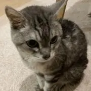 ねこねこ(o^^o)の画像