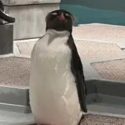 りんすけ【プロフ必読】の画像