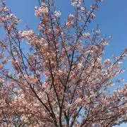 鳥の巣箱