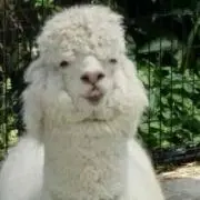 DOLLY
