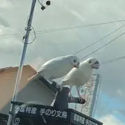 IQ3の画像