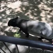 アユ蘭