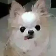 ペコの画像