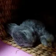 ゲゲゲの画像