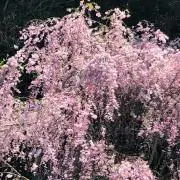 クリップ