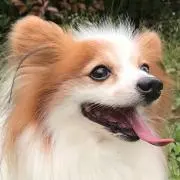 しがっちの画像
