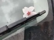 lompopoの画像