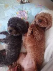 あんころぽんの画像