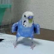 SHIMAの画像