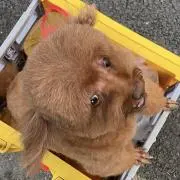 Siaの画像