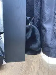 ちょこ