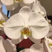 KEIKO
