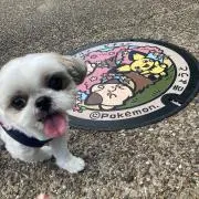 あおい