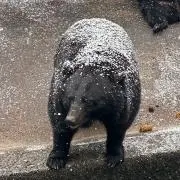 シロクマの画像