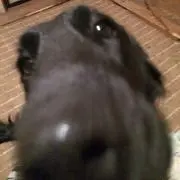 ナイラの画像