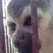 サメ