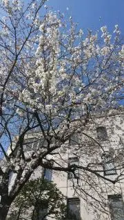 ママさんの画像