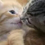 mitsu