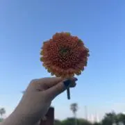 ライトの画像