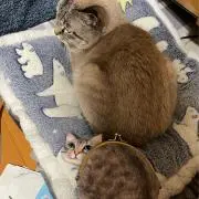 pigumonkey