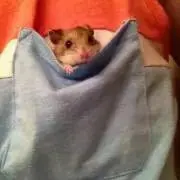 ねずの画像
