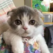 ネコプラネットの画像