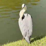 shx
