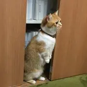 ゆなかんの画像
