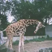 ちぇむ