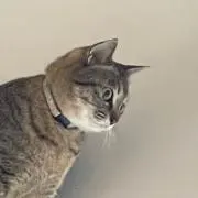 なつ。