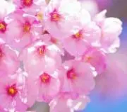 sakura